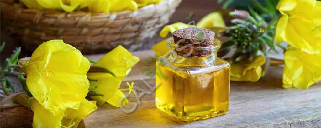 Koop 100% pure avond primrose carrier etherische olie voor de huid
